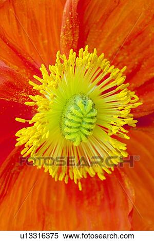 Poppy View Large Photo Image Stock Photography - Poppy. Fotosearch