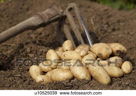 Potatoes crop View Large Photo Image Stock Photo - Potatoes crop. Fotosearch