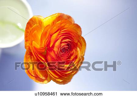 Ranunculus View Large Photo Image Stock Image - Ranunculus. Fotosearch