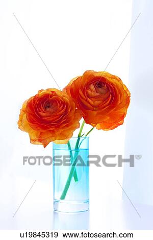 Stock Photo - Ranunculus. Fotosearch