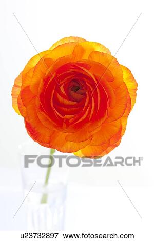 Stock Photo - Ranunculus. Fotosearch