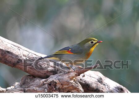 Stock Photography - Red-billed Leiothrix (Leiothrix lutea), Tokyo Prefecture, Japan. Fotosearch