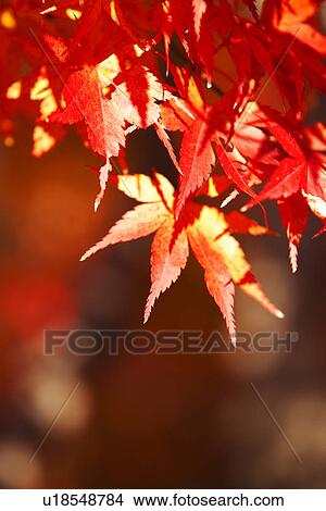 Picture - Red Maple Leaves. Fotosearch