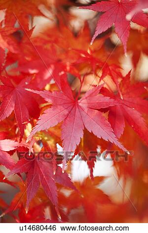 Red Maple Leaves View Large Photo Image Stock Photograph - Red Maple Leaves. Fotosearch