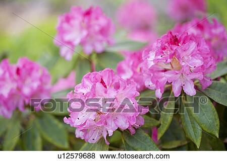 Rhododendron View Large Photo Image Stock Photo - Rhododendron . Fotosearch