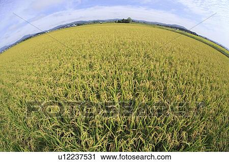 Rice field View Large Photo Image Stock Image - Rice field. Fotosearch
