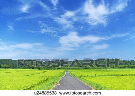 Rice field View Large Photo Image Stock Photo - Rice field. Fotosearch