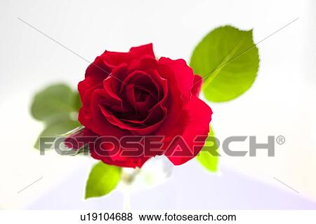 Rose View Large Photo Image Stock Photo - Rose. Fotosearch