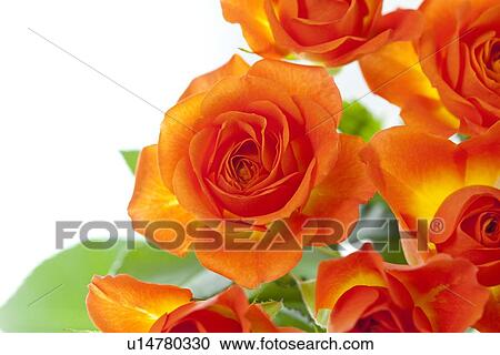 Roses View Large Photo Image Stock Image - Roses. Fotosearch