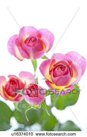 Roses View Large Photo Image Stock Image - Roses. Fotosearch