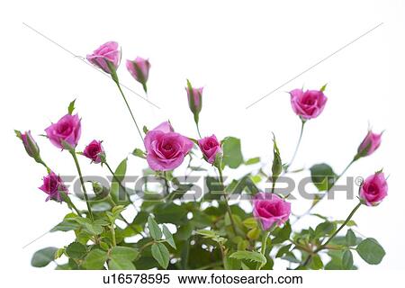 Roses View Large Photo Image Stock Photography - Roses. Fotosearch