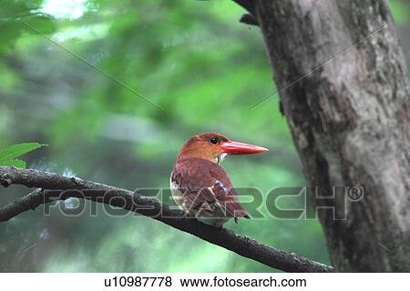 Ruddy Kingfisher, Nagano Prefecture, Japan View Large Photo Image Stock Photo - Ruddy Kingfisher, Nagano Prefecture, Japan. Fotosearch