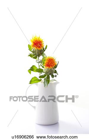 Stock Photograph - Safflower. Fotosearch