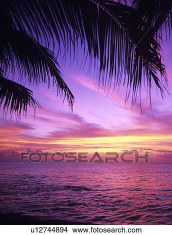 Sea and palm tree at dusk, Florida, USA View Large Photo Image Picture - Sea and palm tree at dusk, Florida, USA. Fotosearch