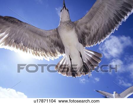 Seagulls flying, Florida, USA View Large Photo Image Picture - Seagulls flying, Florida, USA. Fotosearch