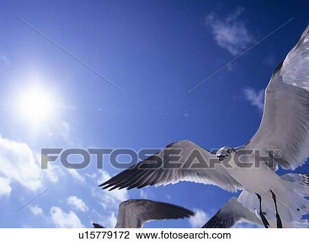 Stock Image - Seagulls flying, Florida, USA. Fotosearch