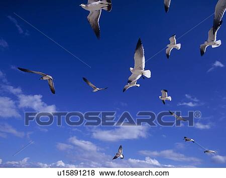 Seagulls flying, Florida, USA View Large Photo Image Stock Photo - Seagulls flying, Florida, USA. Fotosearch