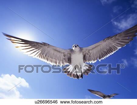 Seagulls flying, Florida, USA View Large Photo Image Stock Photograph - Seagulls flying, Florida, USA. Fotosearch