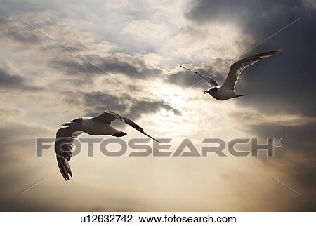Seagulls flying View Large Photo Image Stock Image - Seagulls flying. Fotosearch