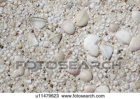 Shell beach, close-up View Large Photo Image Stock Image - Shell beach, close-up. Fotosearch