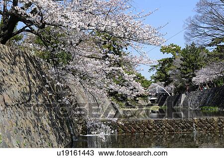 Stock Image - Shukugawa park in spring. Fotosearch