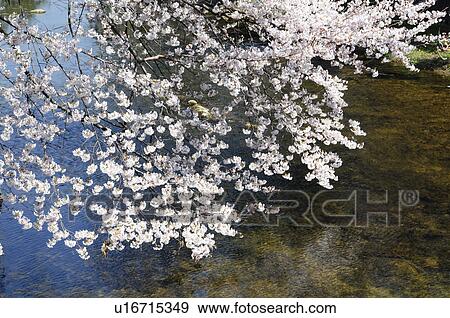 Stock Photo - Shukugawa park in spring. Fotosearch
