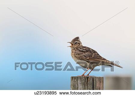 Skylark, Saitama Prefecture, Japan View Large Photo Image Stock Photography - Skylark, Saitama Prefecture, Japan. Fotosearch