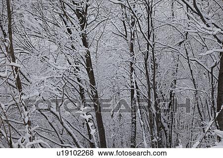 Snowcapped forest View Large Photo Image Stock Photo - Snowcapped forest. Fotosearch