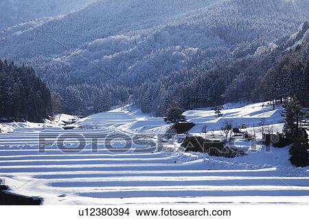 Picture - Snowcapped rice field. Fotosearch