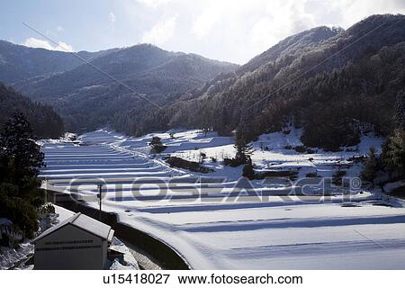 Snowcapped rice field View Large Photo Image Stock Photo - Snowcapped rice field. Fotosearch