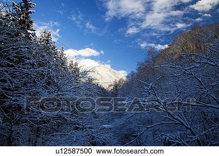 Snowcapped trees and distant mountain View Large Photo Image Stock Image - Snowcapped trees and distant mountain. Fotosearch