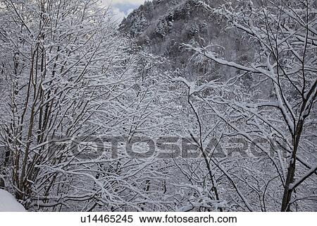 Stock Photography - Snowcapped trees and mountain. Fotosearch