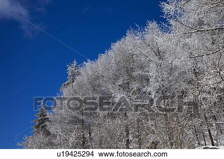 Picture - Snowcapped trees. Fotosearch