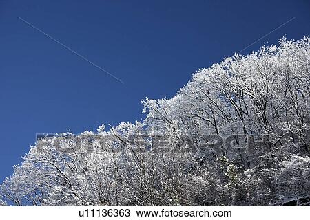 Stock Image - Snowcapped trees. Fotosearch