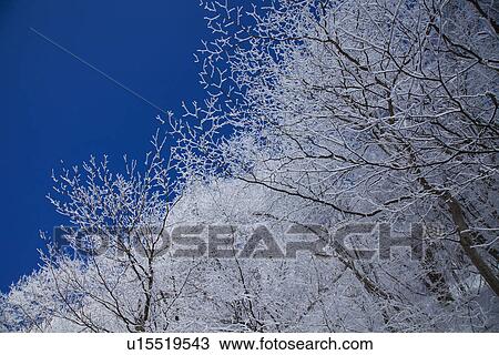 Snowcapped trees View Large Photo Image Stock Image - Snowcapped trees. Fotosearch