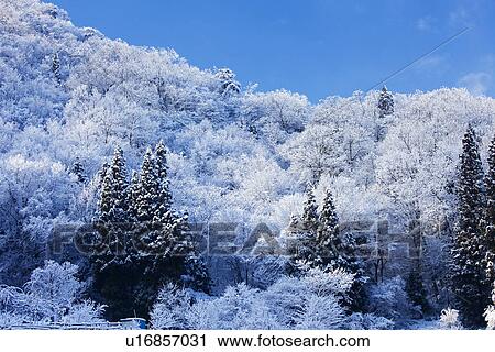 Snowcapped trees View Large Photo Image Stock Image - Snowcapped trees. Fotosearch