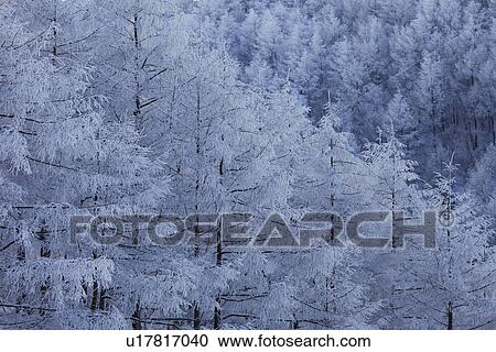 Stock Image - Snowcapped trees. Fotosearch