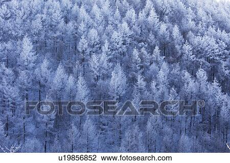 Snowcapped trees View Large Photo Image Stock Image - Snowcapped trees. Fotosearch