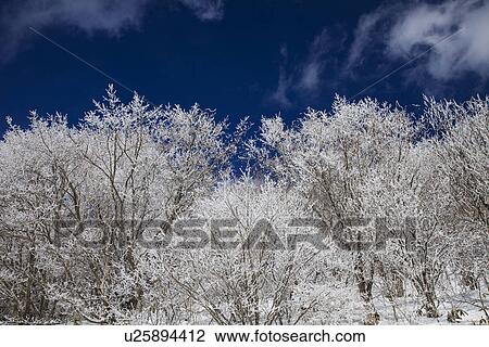 Snowcapped trees View Large Photo Image Stock Image - Snowcapped trees. Fotosearch