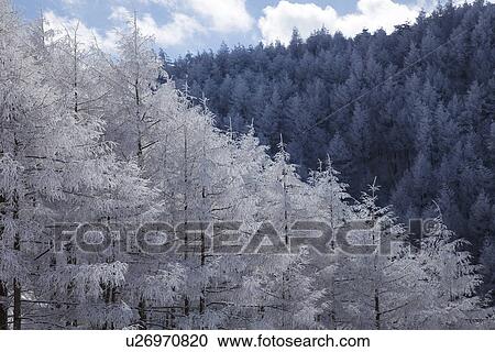 Snowcapped trees View Large Photo Image Stock Image - Snowcapped trees. Fotosearch
