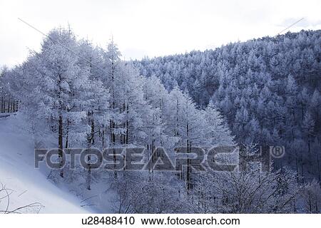 Snowcapped trees View Large Photo Image Stock Image - Snowcapped trees. Fotosearch