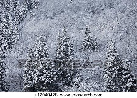Snowcapped trees View Large Photo Image Stock Photo - Snowcapped trees. Fotosearch