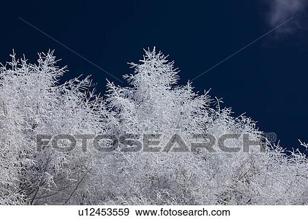 Snowcapped trees View Large Photo Image Stock Photo - Snowcapped trees. Fotosearch