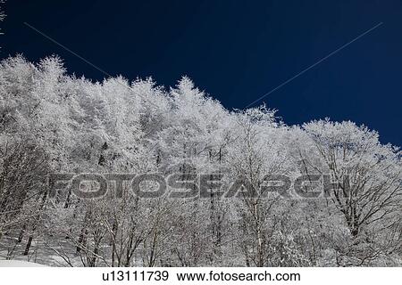 Snowcapped trees View Large Photo Image Stock Photo - Snowcapped trees. Fotosearch