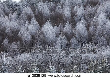 Stock Photo - Snowcapped trees. Fotosearch