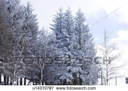 Snowcapped trees View Large Photo Image Stock Photo - Snowcapped trees. Fotosearch