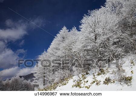 Snowcapped trees View Large Photo Image Stock Photo - Snowcapped trees. Fotosearch