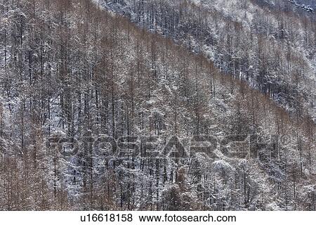 Snowcapped trees View Large Photo Image Stock Photo - Snowcapped trees. Fotosearch