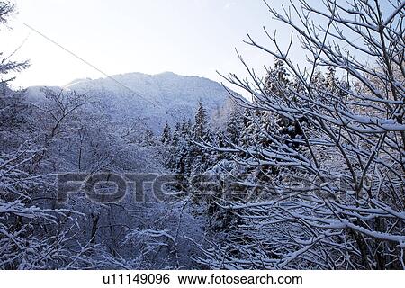 Snowcapped trees View Large Photo Image Stock Photograph - Snowcapped trees. Fotosearch