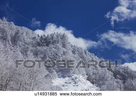 Snowcapped trees View Large Photo Image Stock Photography - Snowcapped trees. Fotosearch